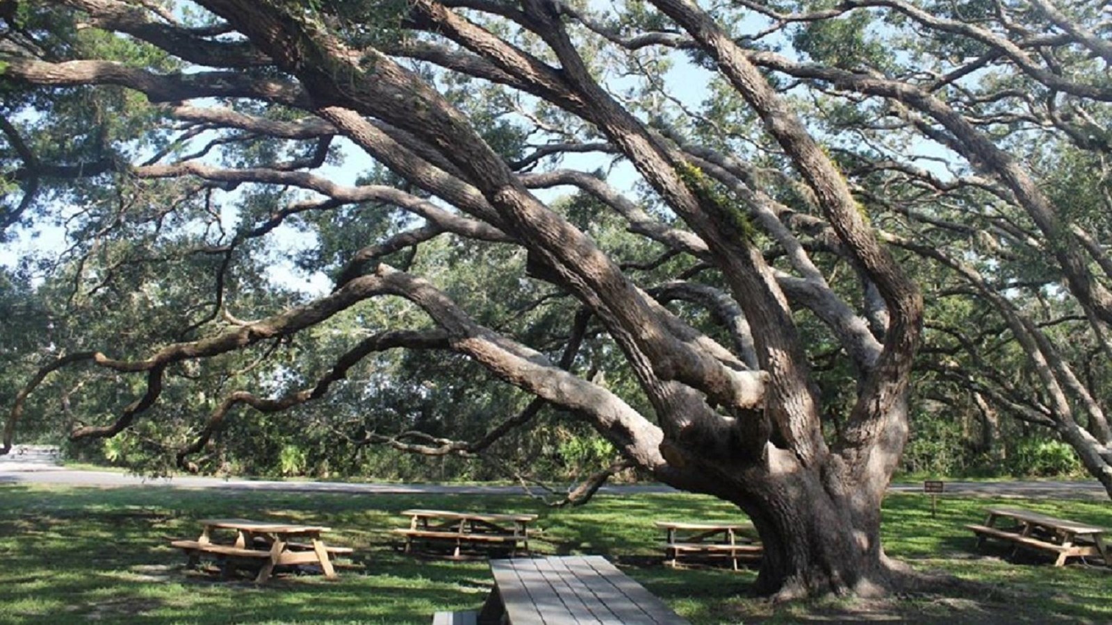 Live oak trees and picnic tables