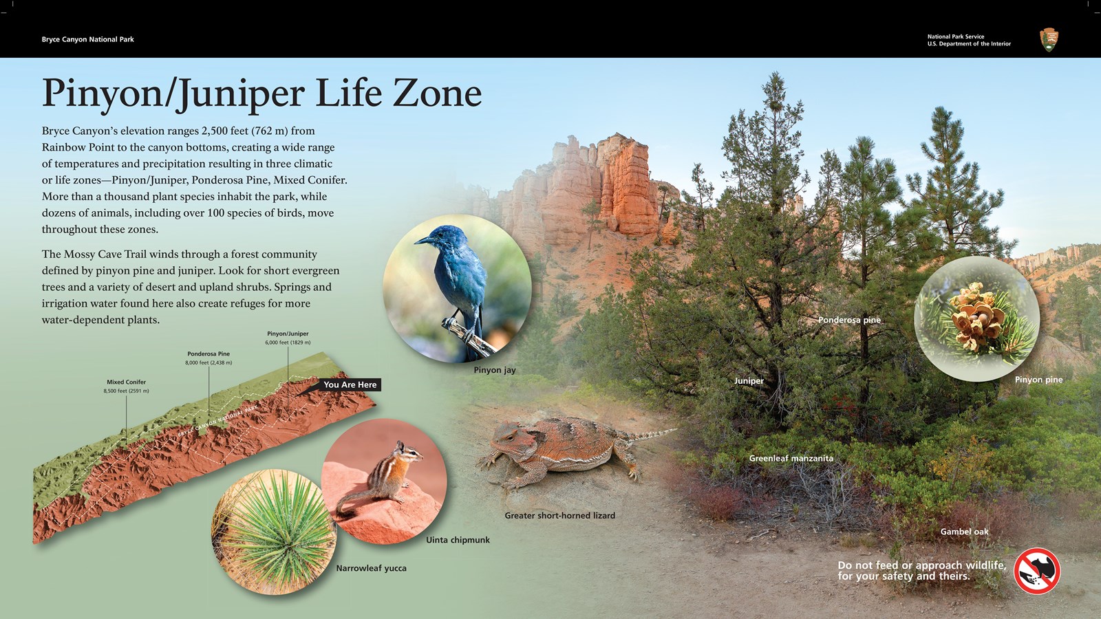 A wayside exhibit showing the plants and animals of the pinyon juniper forest