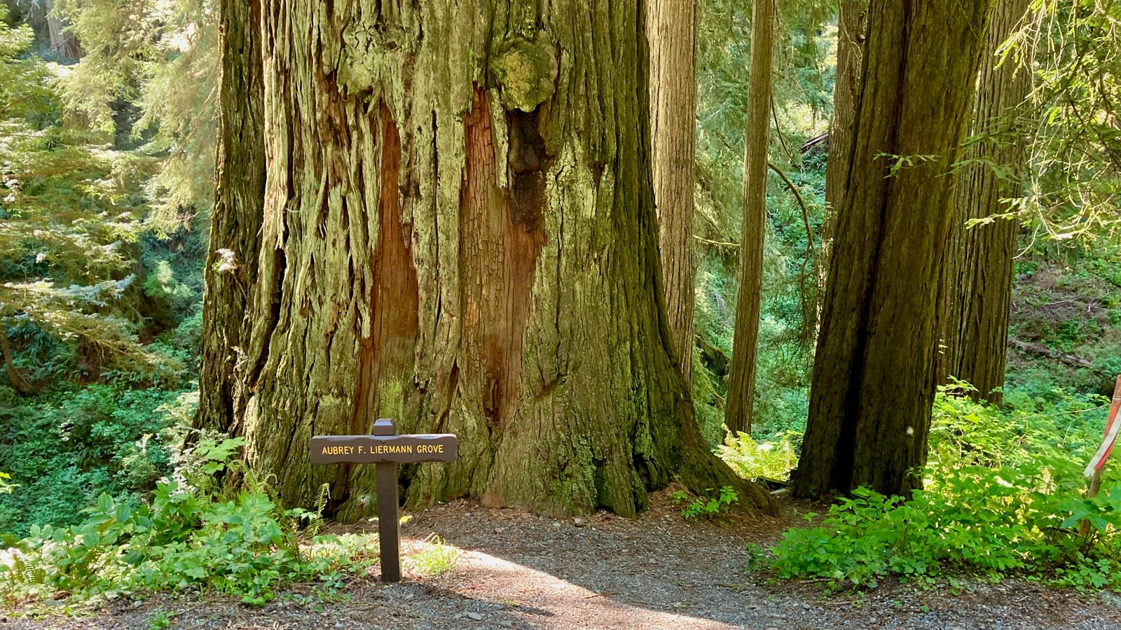 A wood sign in front of a redwood tree reads: Aubrey F. Liermann Grove