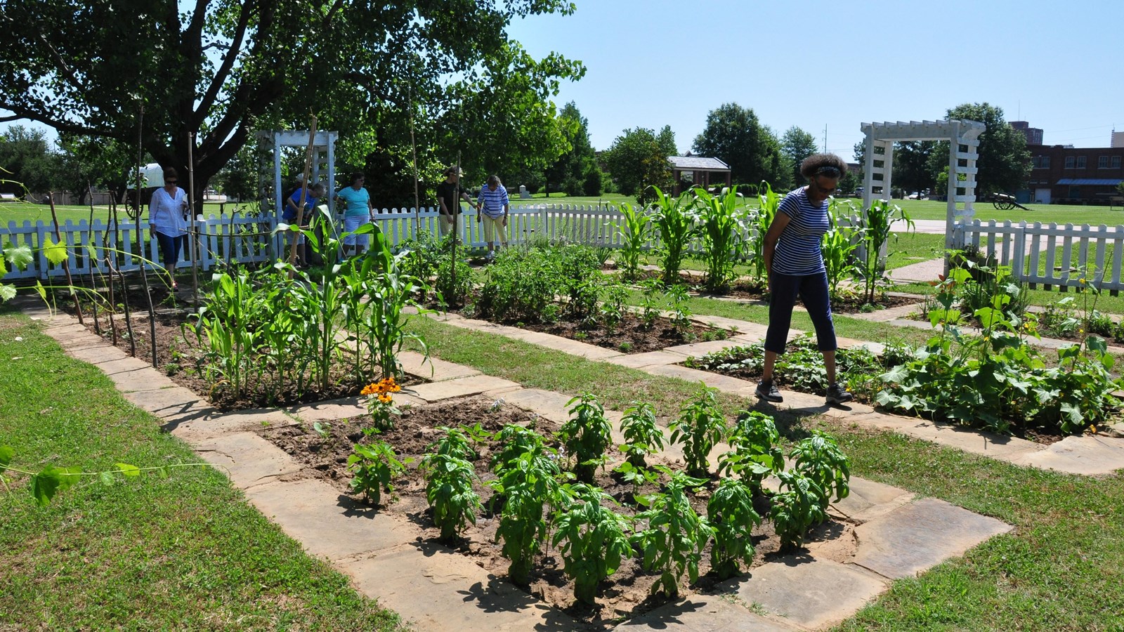 Four rows of in-ground beds with vegetables and flowers surrounded by a white picket fence.