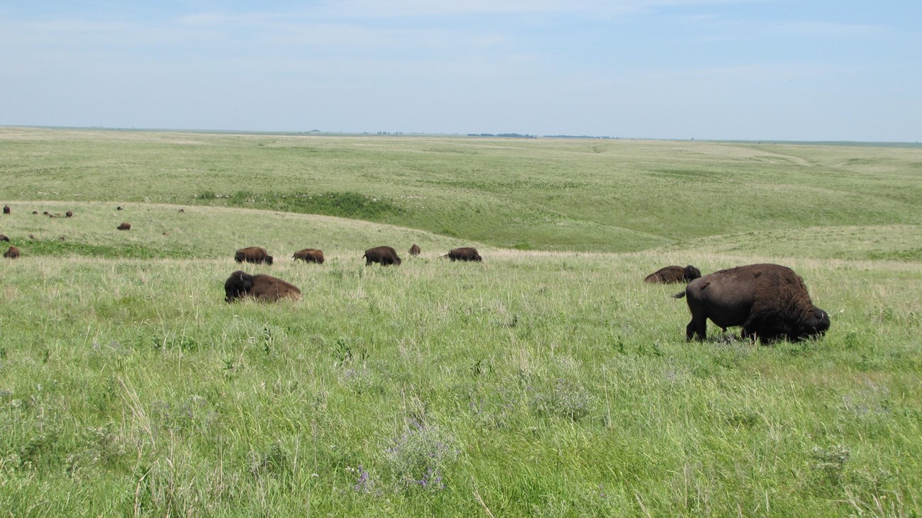 Bison graze in an open prairie stretching to the horizon.