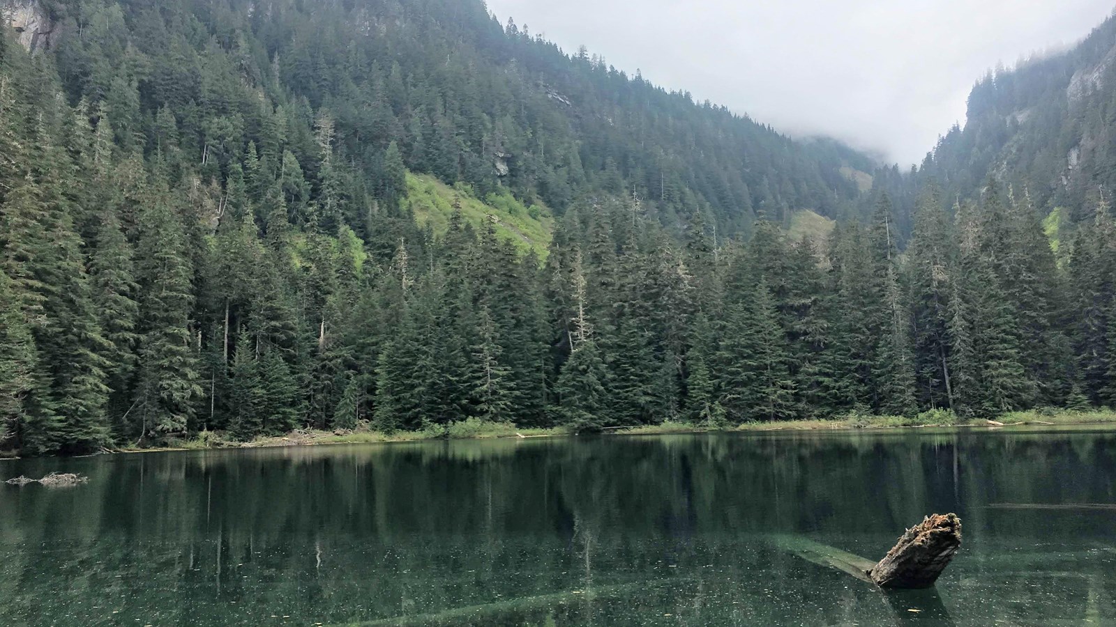 A clear green blue lake sits in a basin surrounded by trees. Logs are visible  on the lakes floor.