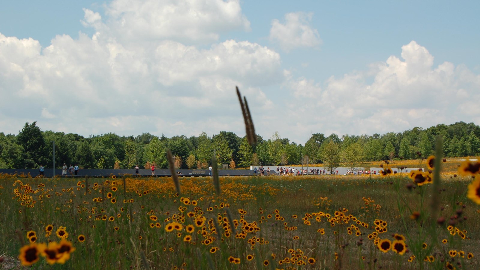 Flowers in an open field culminating at a wall.