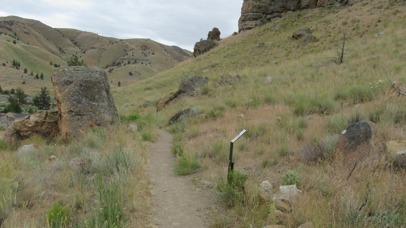 A gravel path goes through grass and shrubs