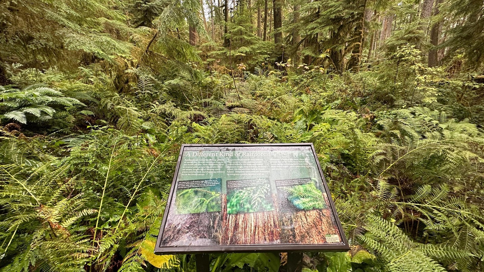 A exhibit panel in a metal frame surrounded by dense shrubs and foliage. 