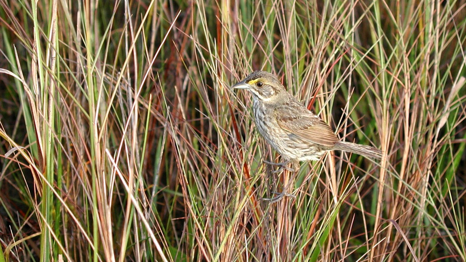 A brown and gray bird with a yellow streak over its eye perches on a tuft of grassy vegetation