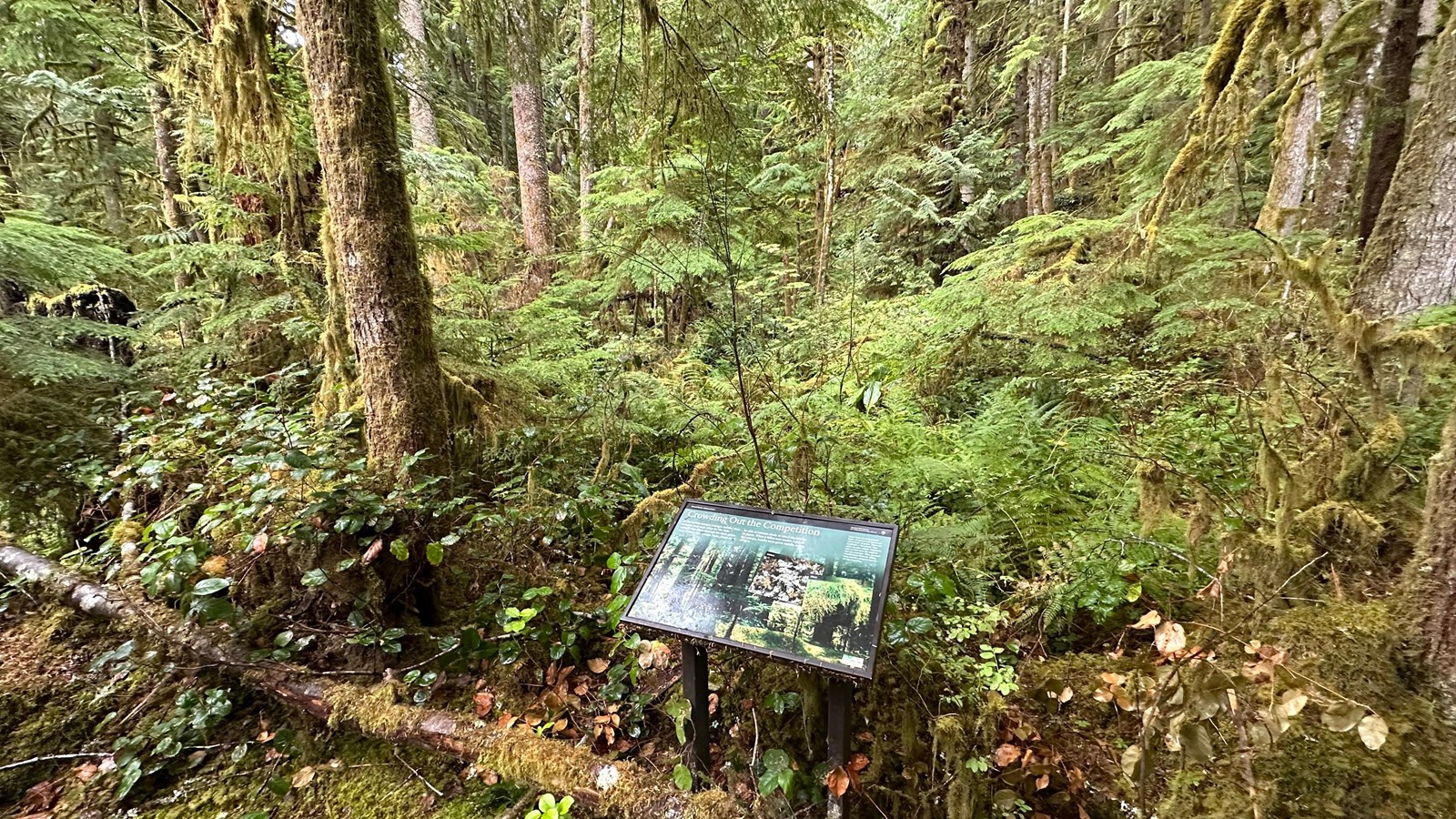 An exhibit panel featuring photos of mossy logs and details of moss and lichen.