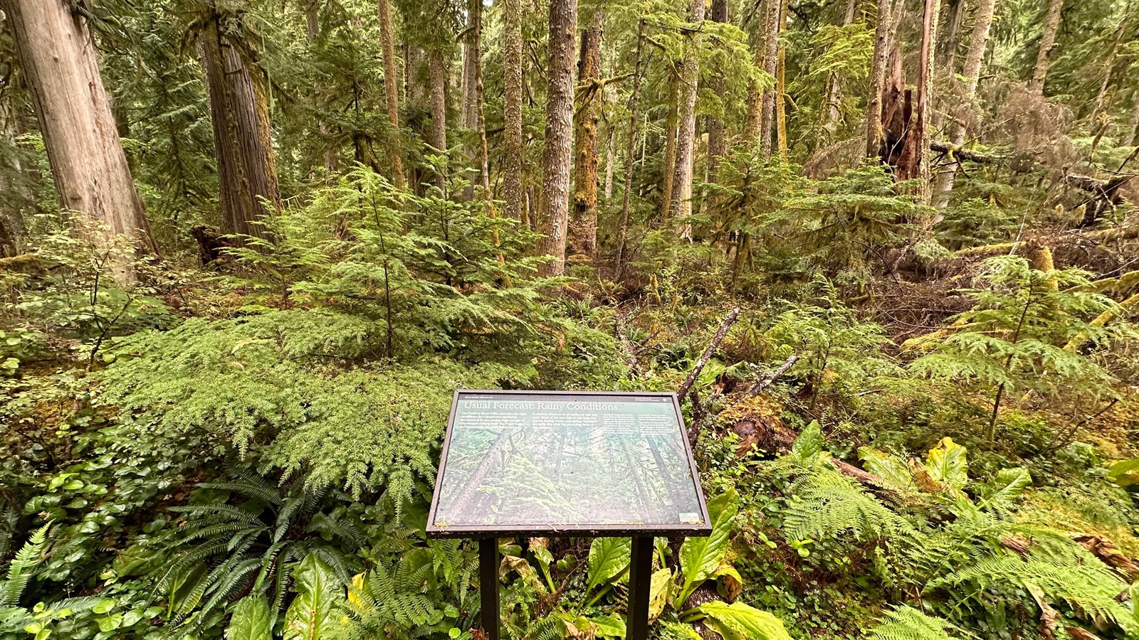 An exhibit panel in a metal frame surrounded by dense mossy forest. 