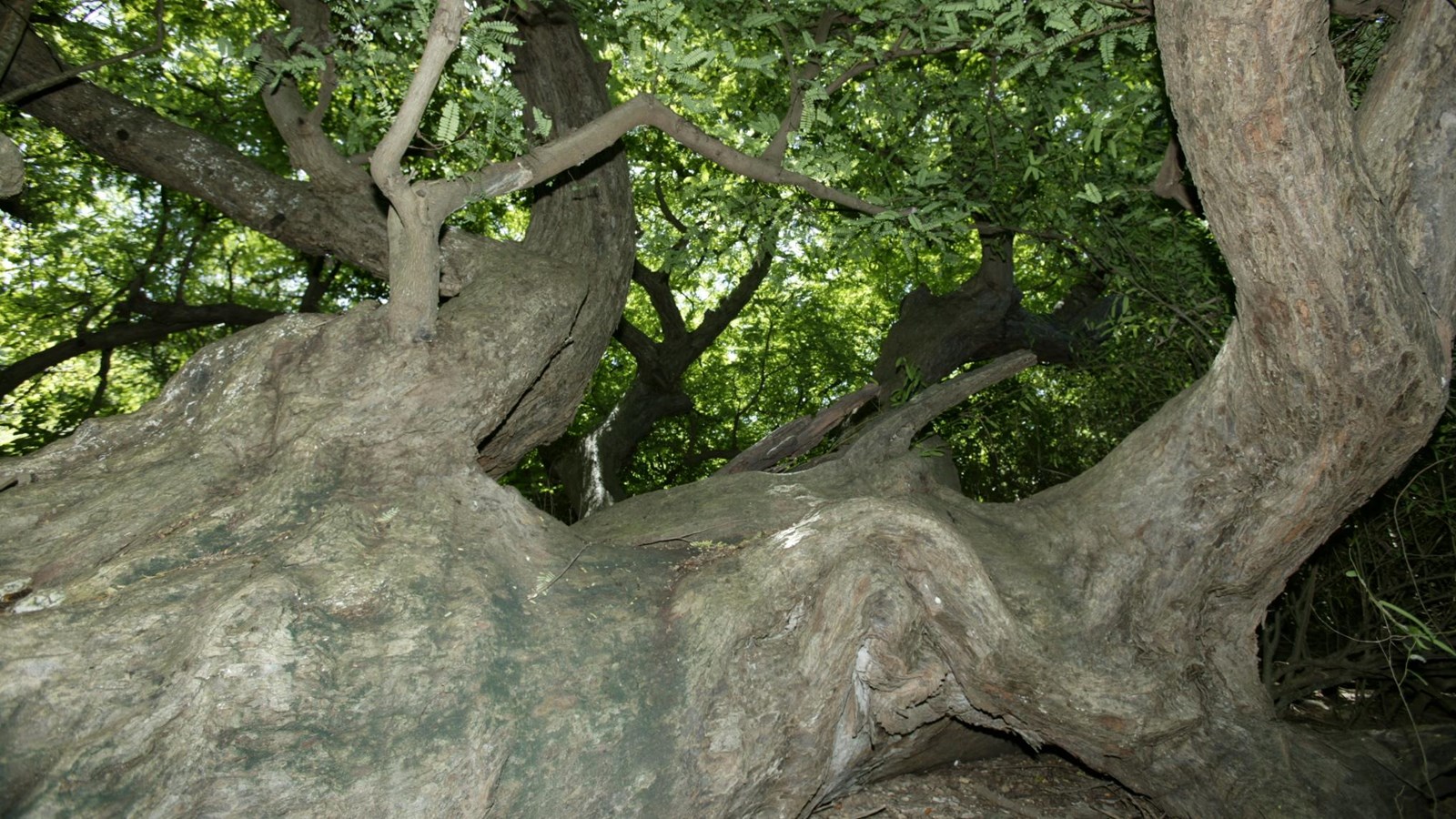 large historic tamarind trees at Buck Island