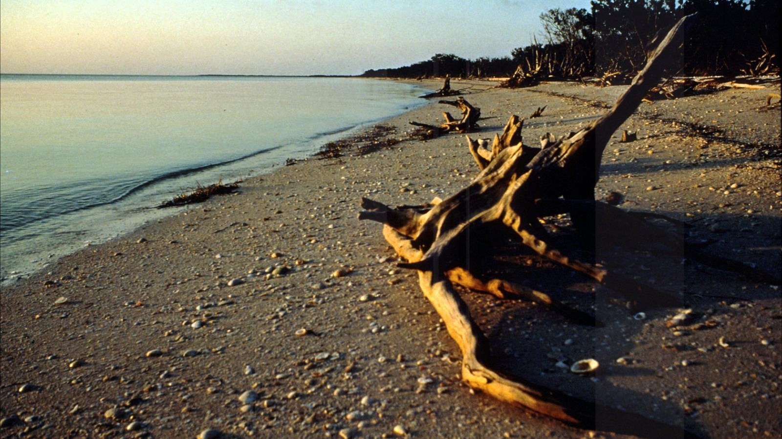 A large piece of driftwood lays on brown sandy beach with calm blue waters in the distance