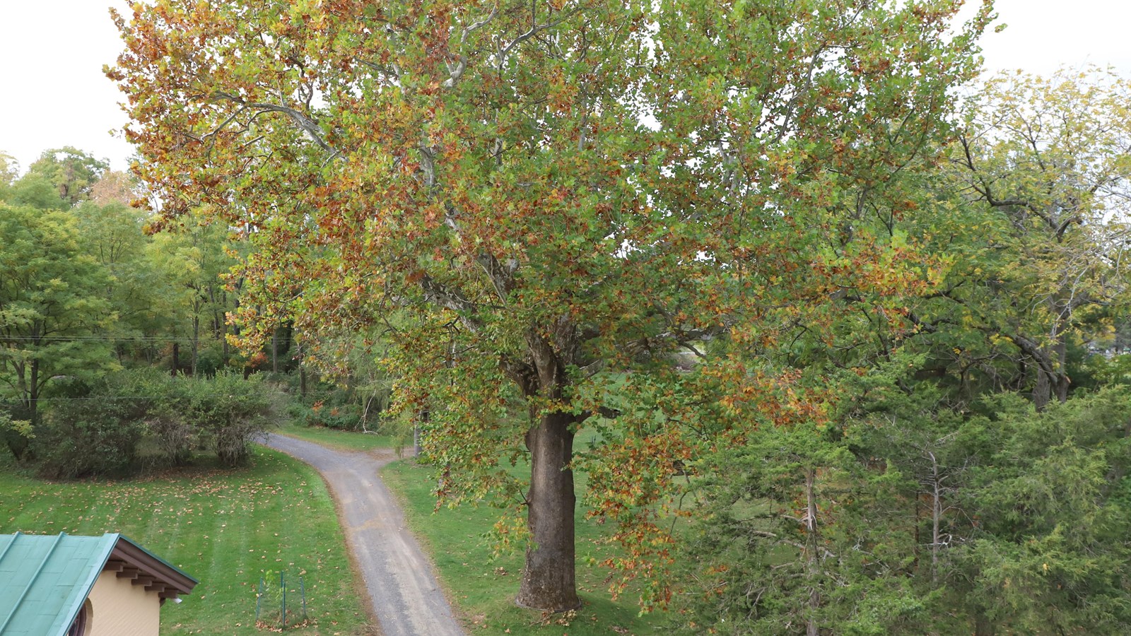 Aerial View of Old Sycamore Tree in Fall