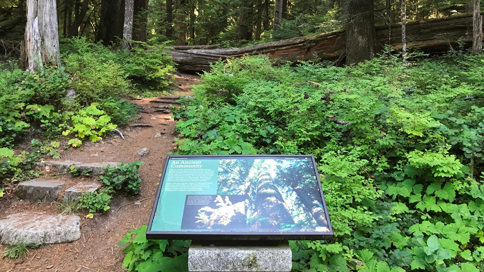 A panel perches on a rock next to a trail leading into a dense forest of large trees.