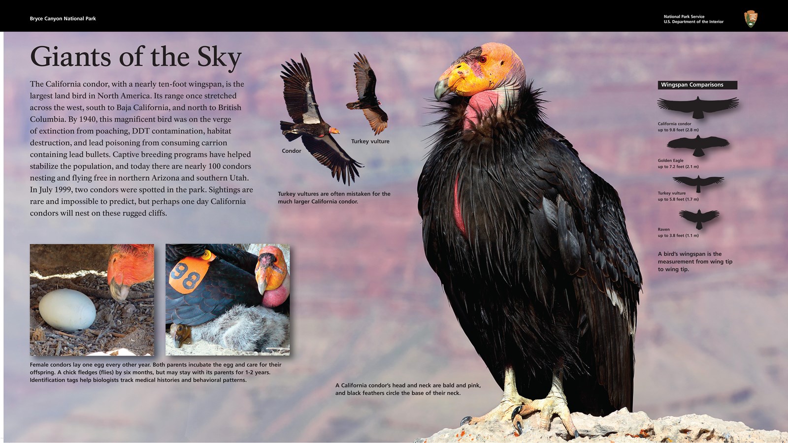 Wayside exhibit discussing the recovery efforts of the Condor in this area.