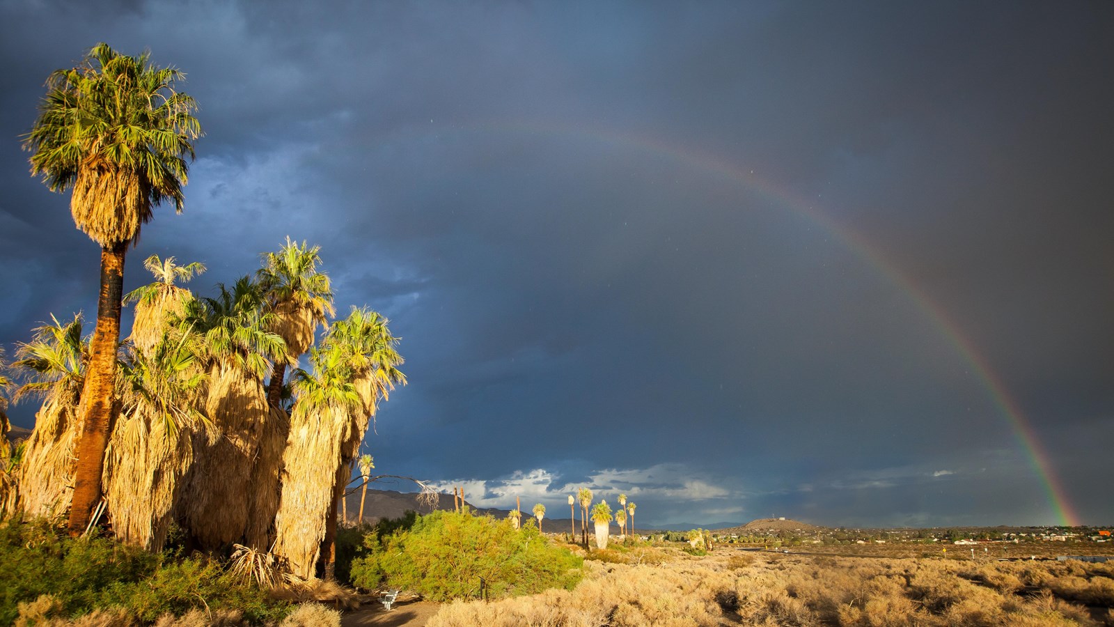 A clump of fan palm trees in a desert valley under a stormy sky and rainbow.