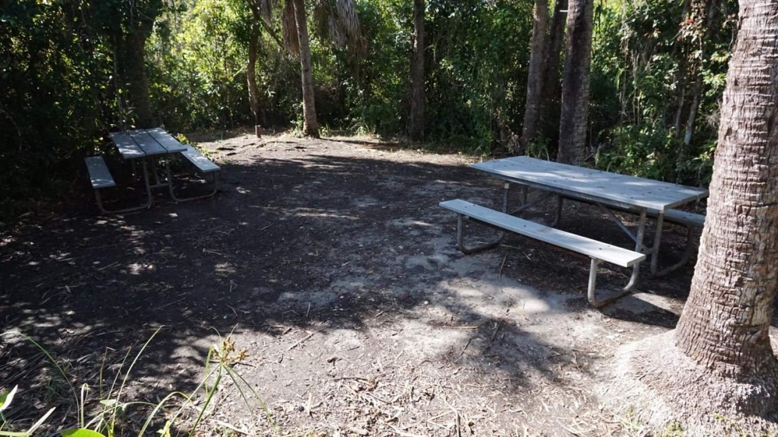 Two picnice tables surround a clearing in dense green vegetation. A tall palm tree trunk is visible