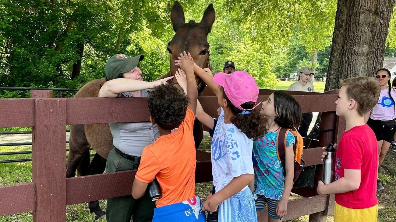 Students petting a mule