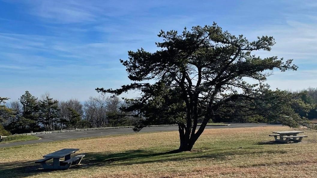 A large evergreen spreads its canopy over two stone picnic tables on a wide hill.