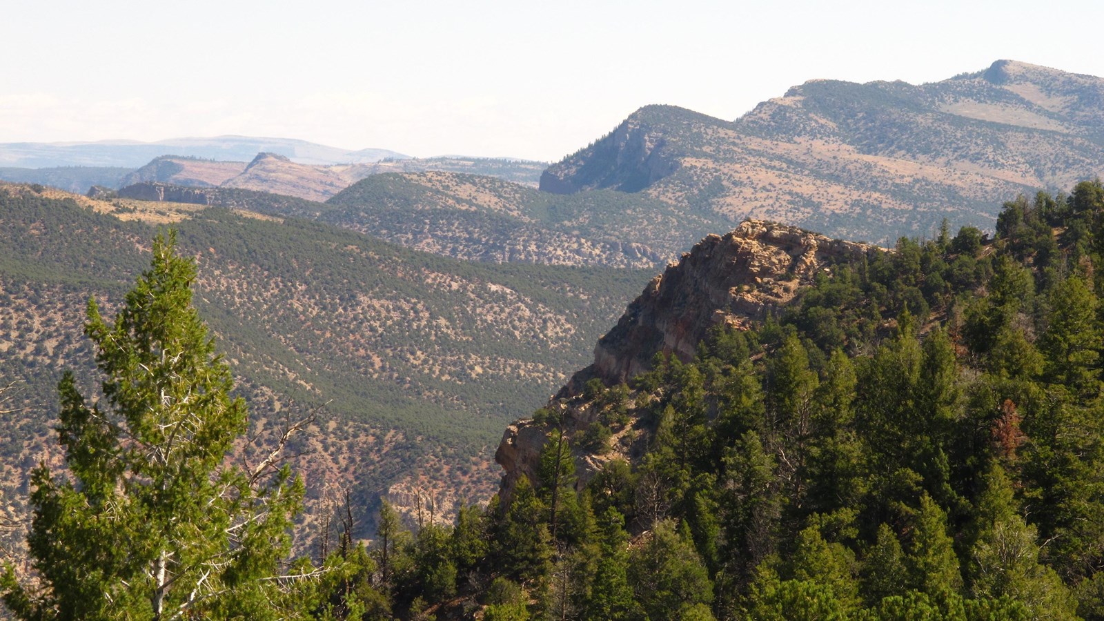 A view over pine trees looking at steep desert canyon walls.