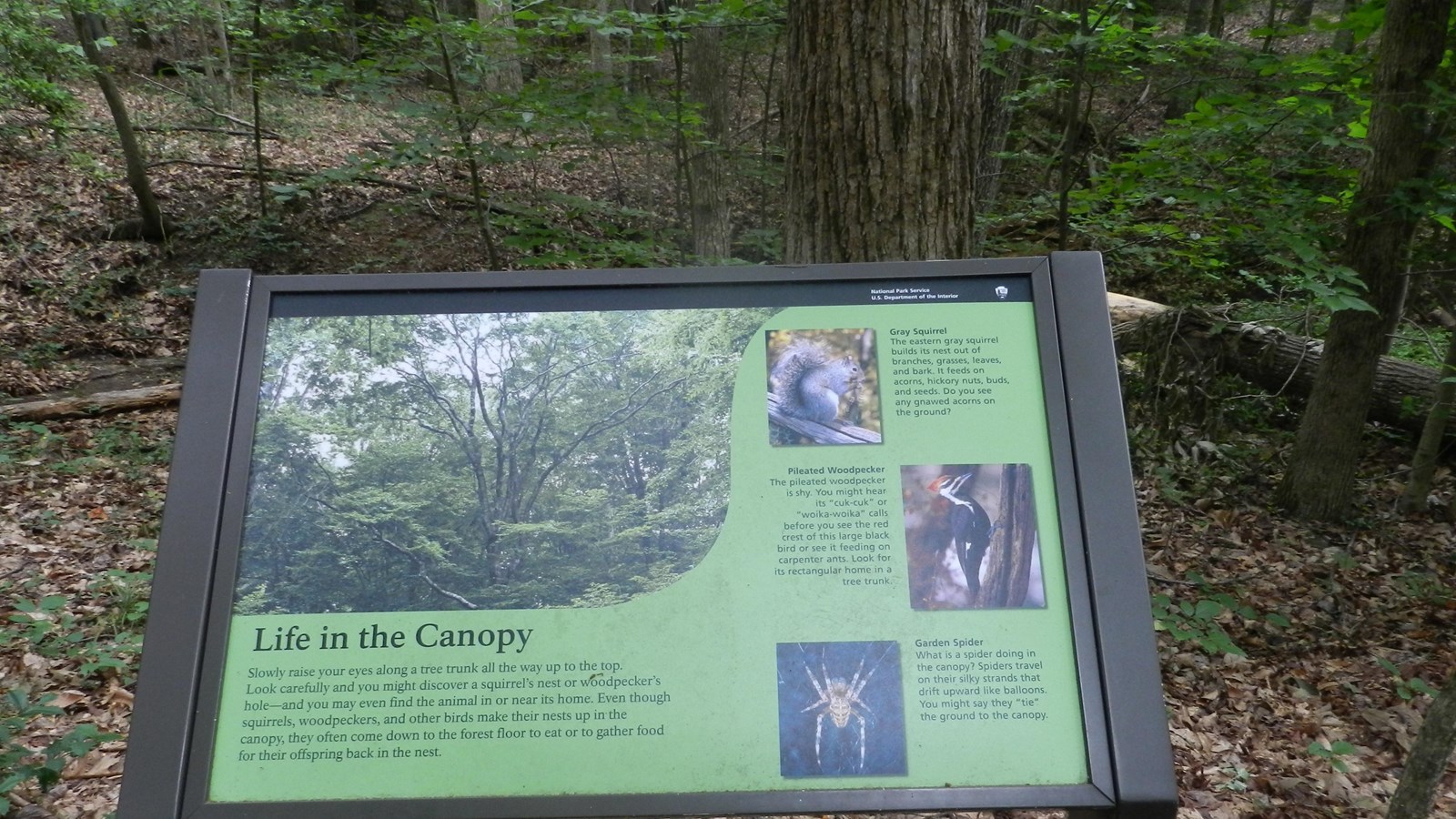 Sign on the edge of a trail overlooks a shaded green forest