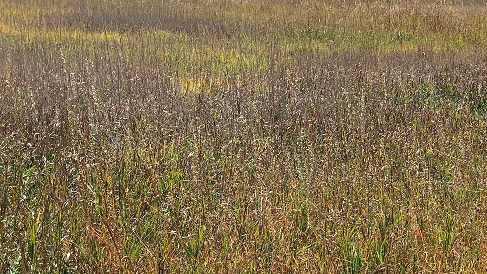 Close up view of prairie grasses with blue sky above.