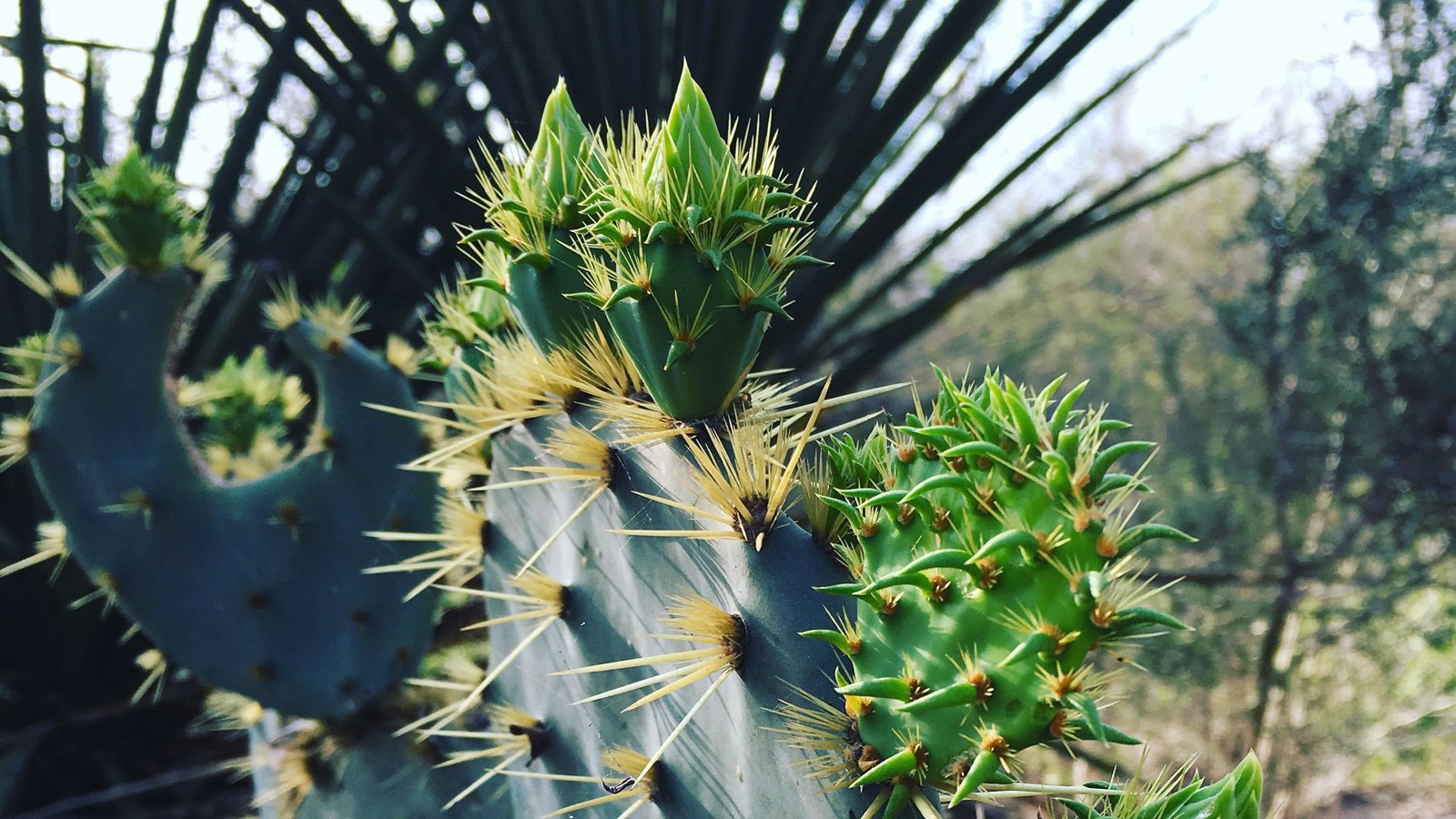 Closeup of prickly pear cactus pads.