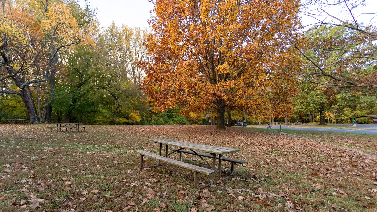 A picnic table surrounded by a field with trees with leaves changing from green to red. 