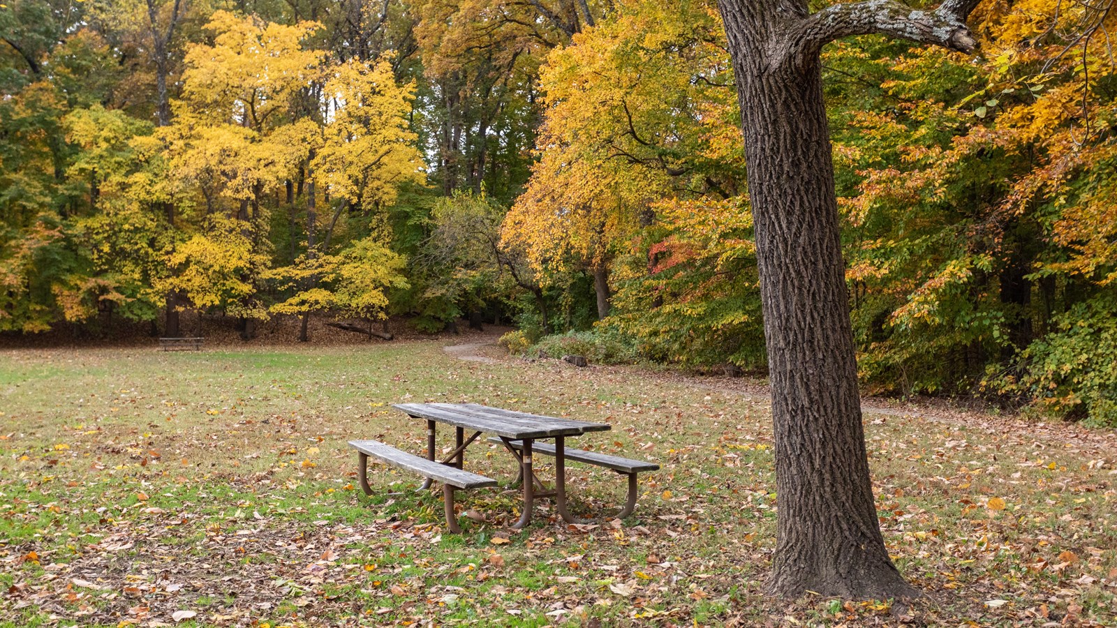 A picnic bench in a grassy field in the woods. 