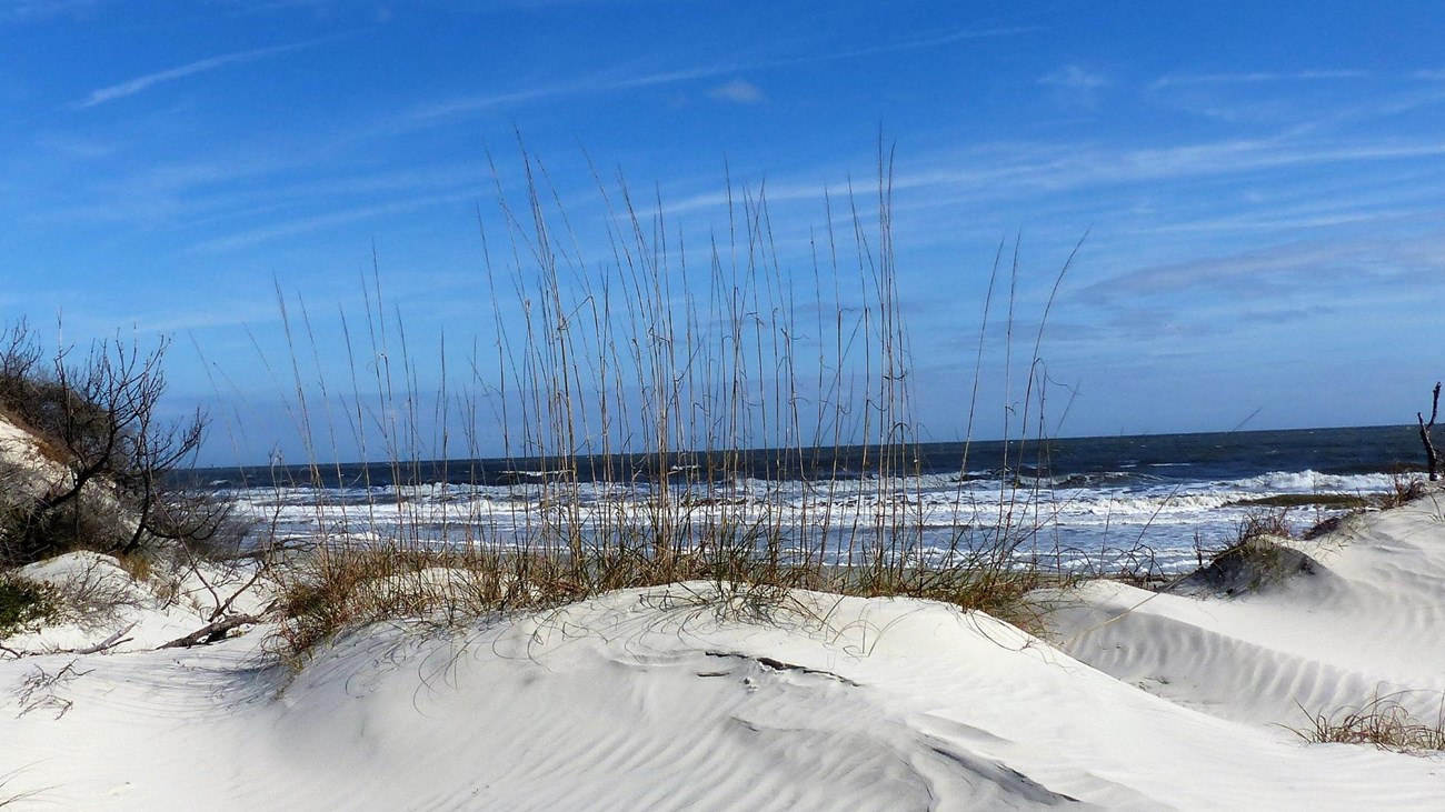 Beach with dune and sea oat vegetation