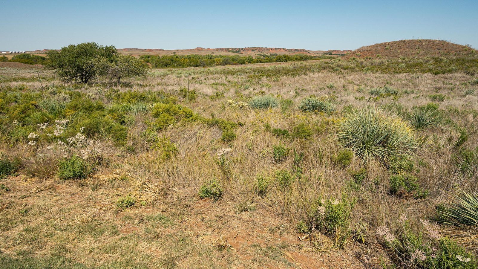 A grassy field with scattered trees and red hills in the distance under a blue sky.