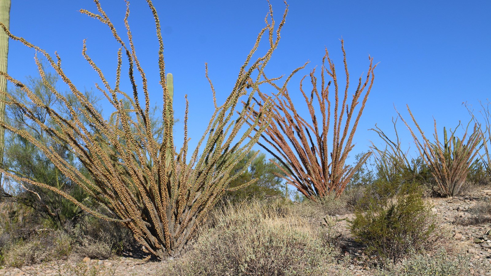Two ocotillo plants, one flush with light green leaves, the other with orange leaves.