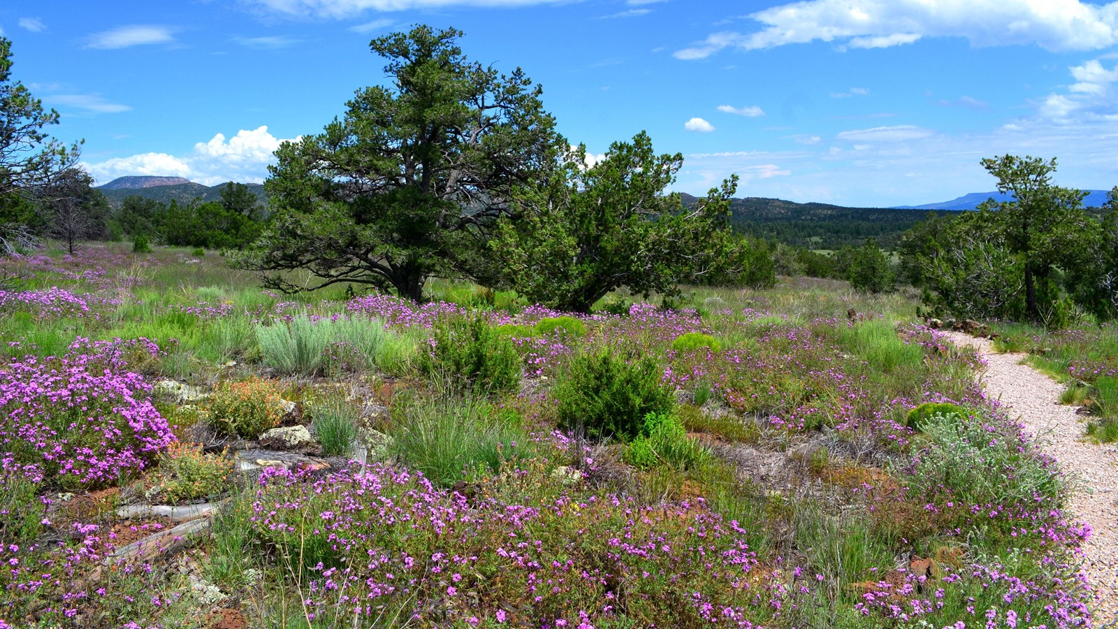 A field of purple flowers amid green grass stretches along a gravel trail.