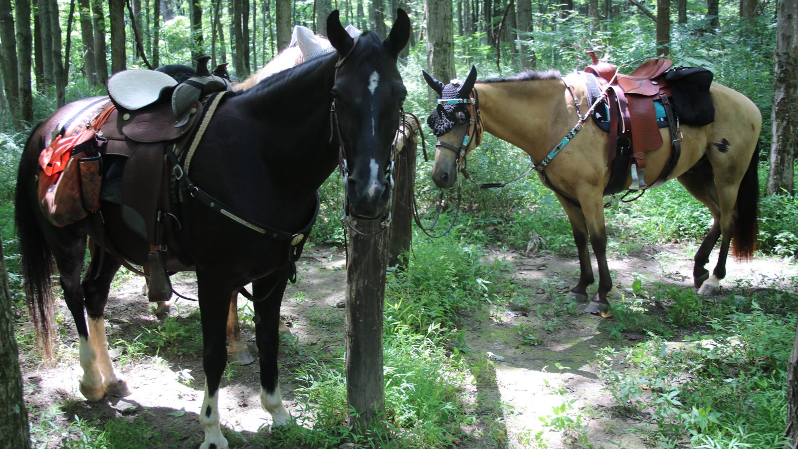 A dark brown horse with white stripe markings and a tan horse tethered to a wooden post in a forest.