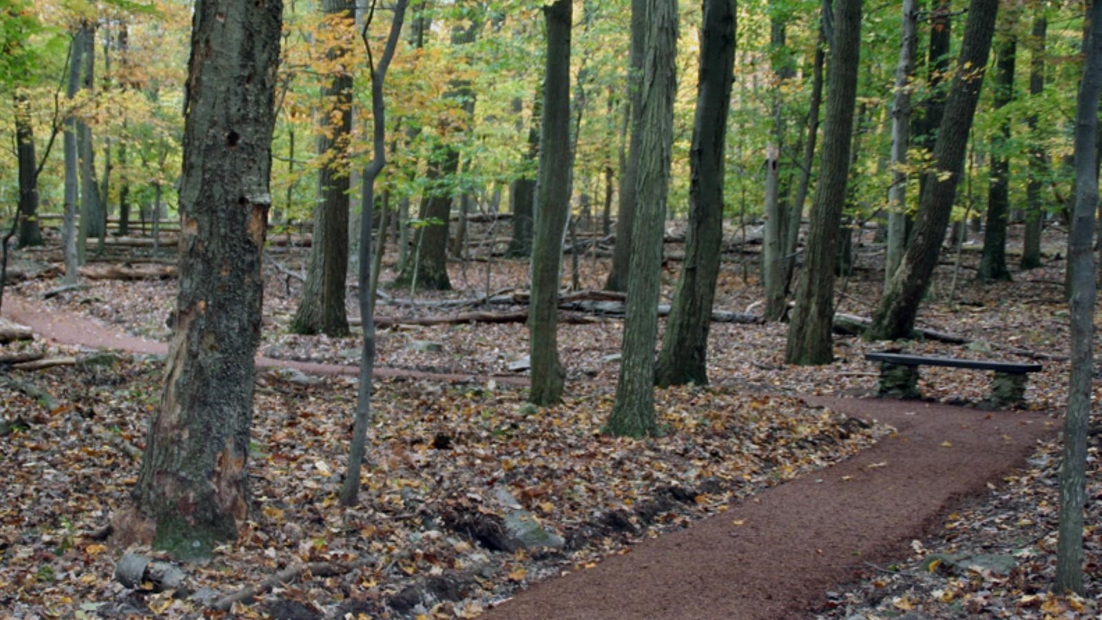 A brown compacted special access trail winding through a forest.