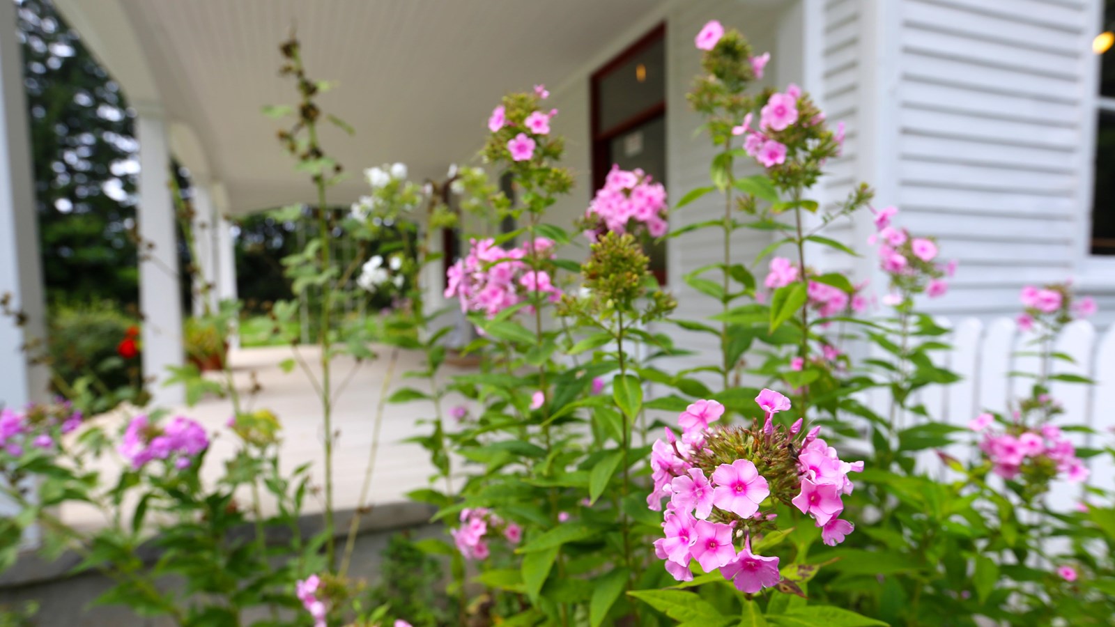 Pink, multi-flowered flowers on bright green stems flank the end of the white front porch