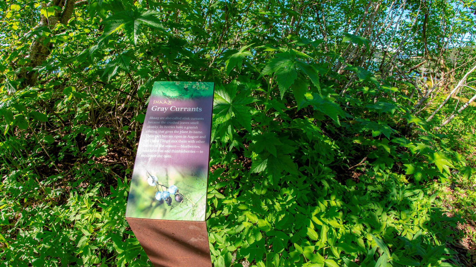 Gray Currants sign in Bartlett Cove and green vegetation. Sign text is copied on this page.