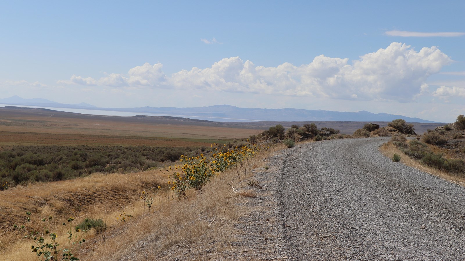 Gravel road through green, yellow and brown sagebrush landscapes.