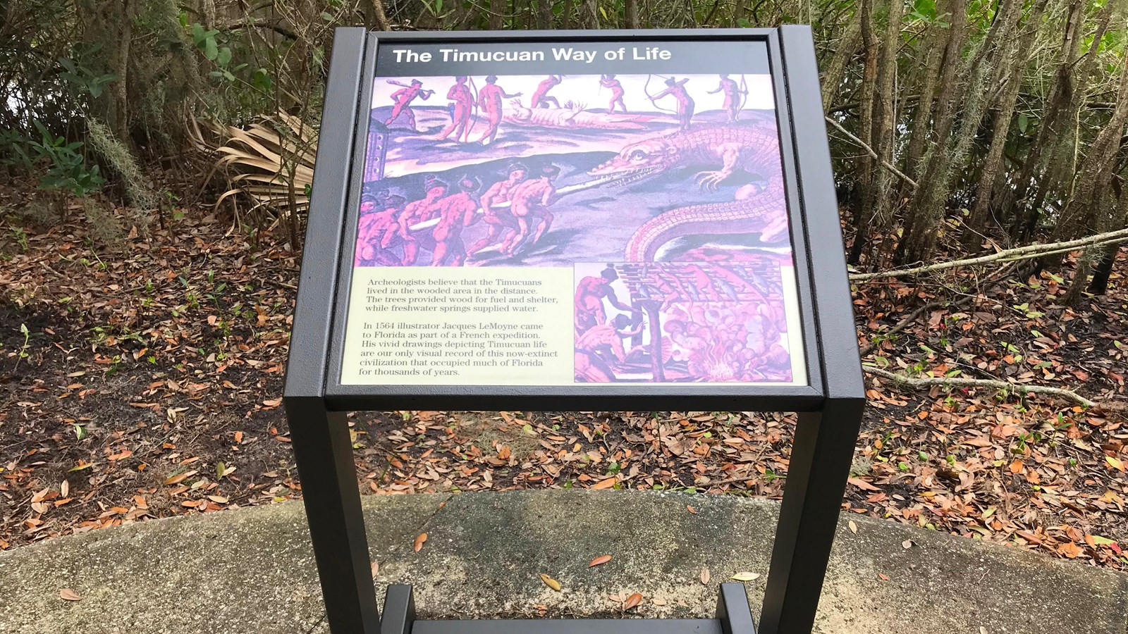 Wayside on on the sidewalk with a Jacque LeMoyne painting of Timucua attempting to catch a gator.