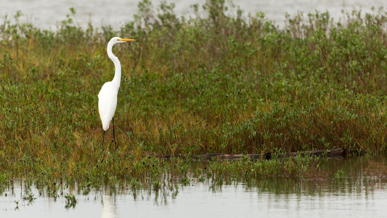A white bird with a long neck stands in marsh grass.