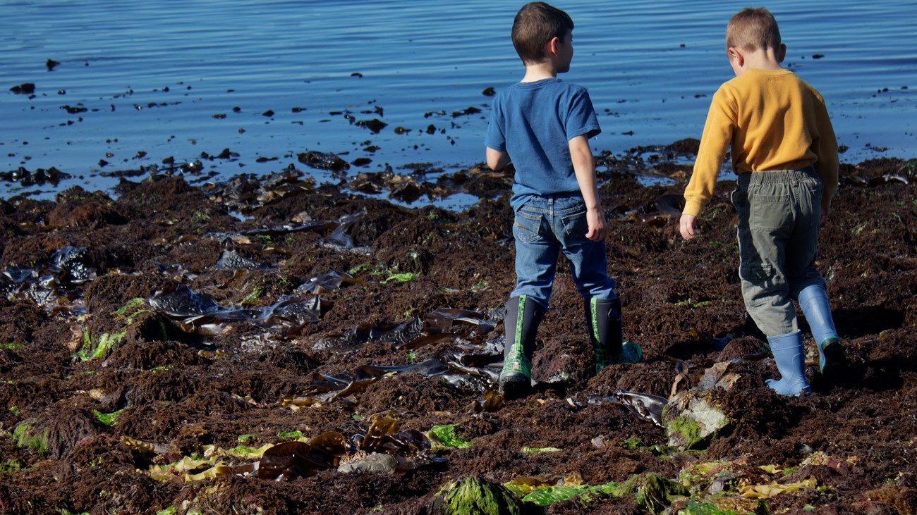 Two young boys walking over a tidal flat at low tide