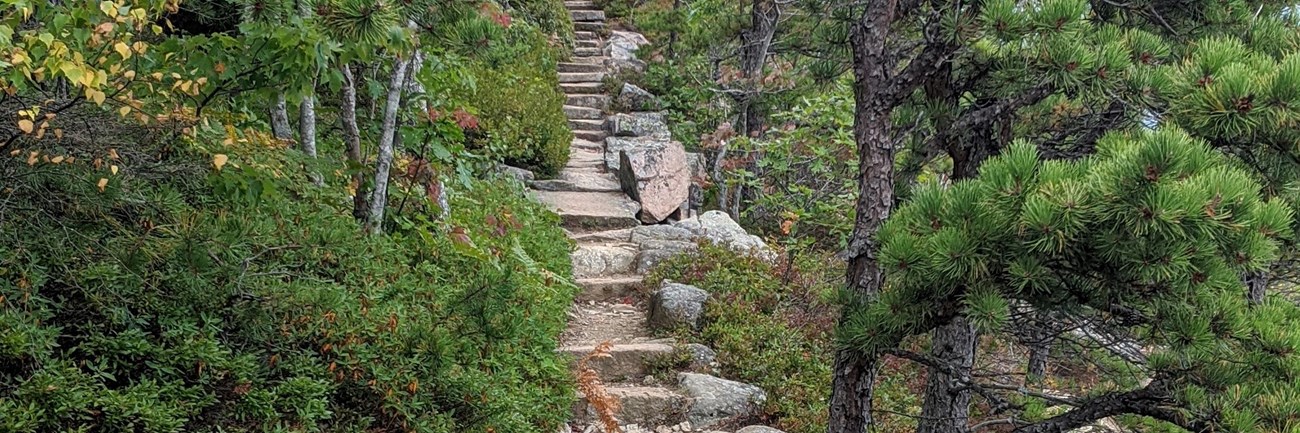 Hiking path with stone steps leading through wooded area