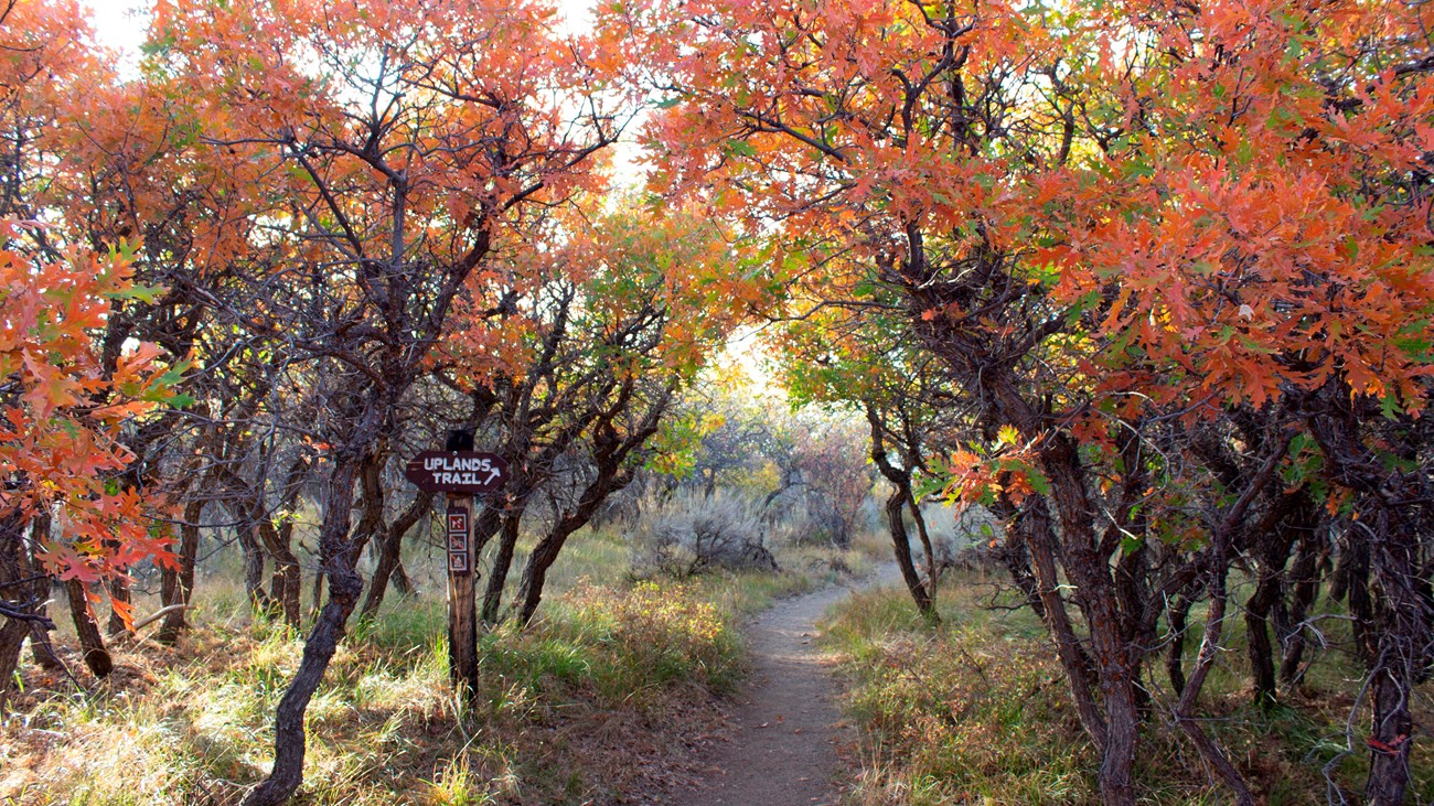 Uplands Trail