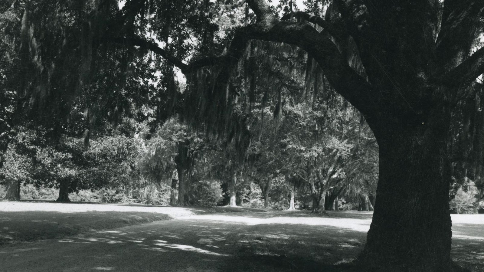 Oak trees along driveway