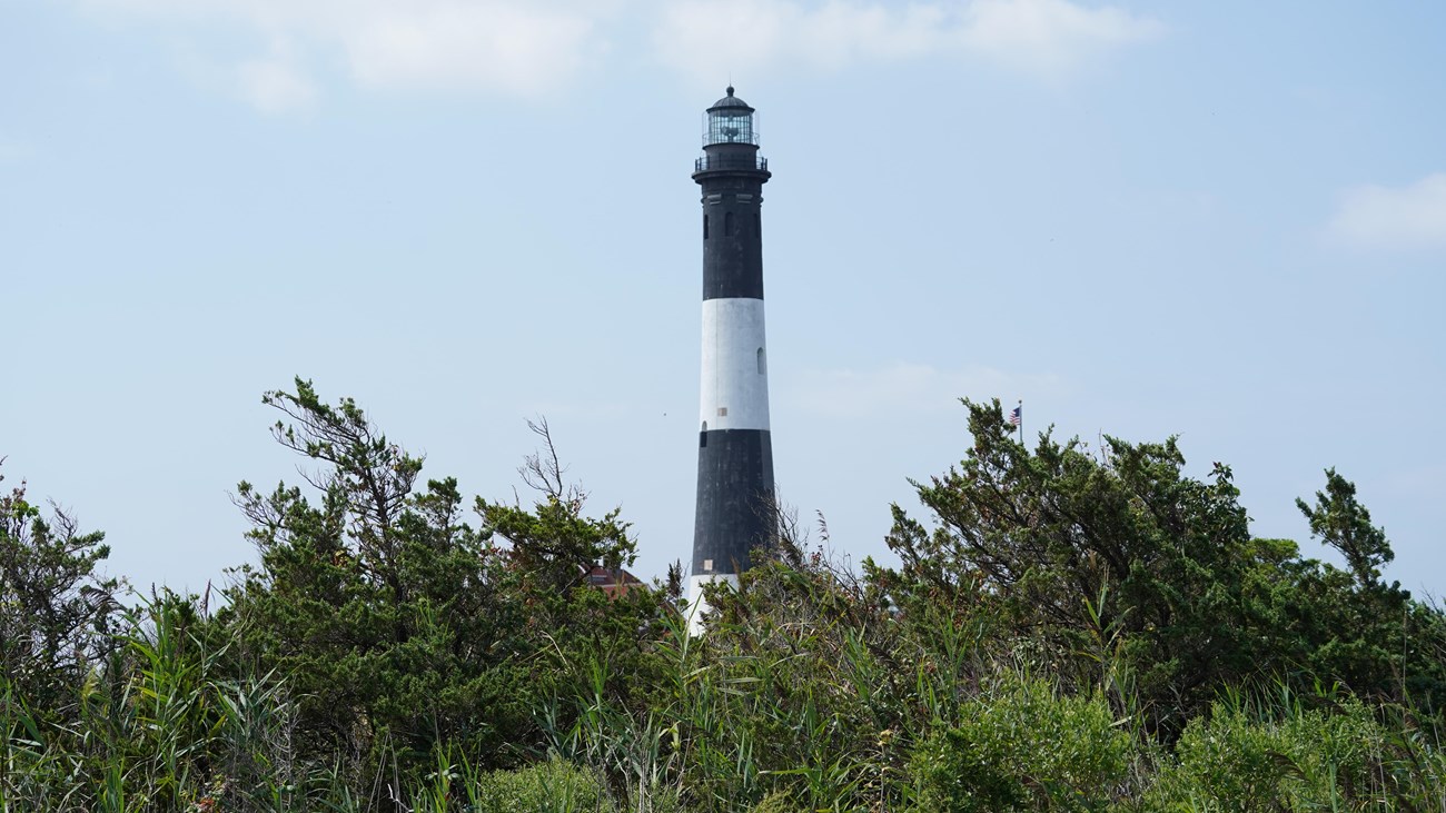 A black and white lighthouse tower peaks above a canopy of scrubby pines. 
