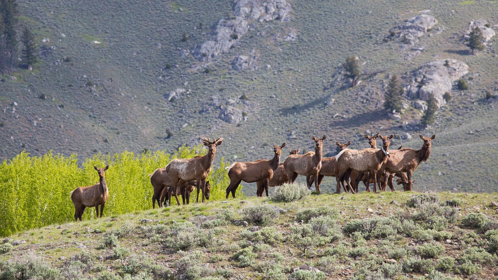 A herd of alert elk stand on a knoll in a sagebrush steppe habitat.