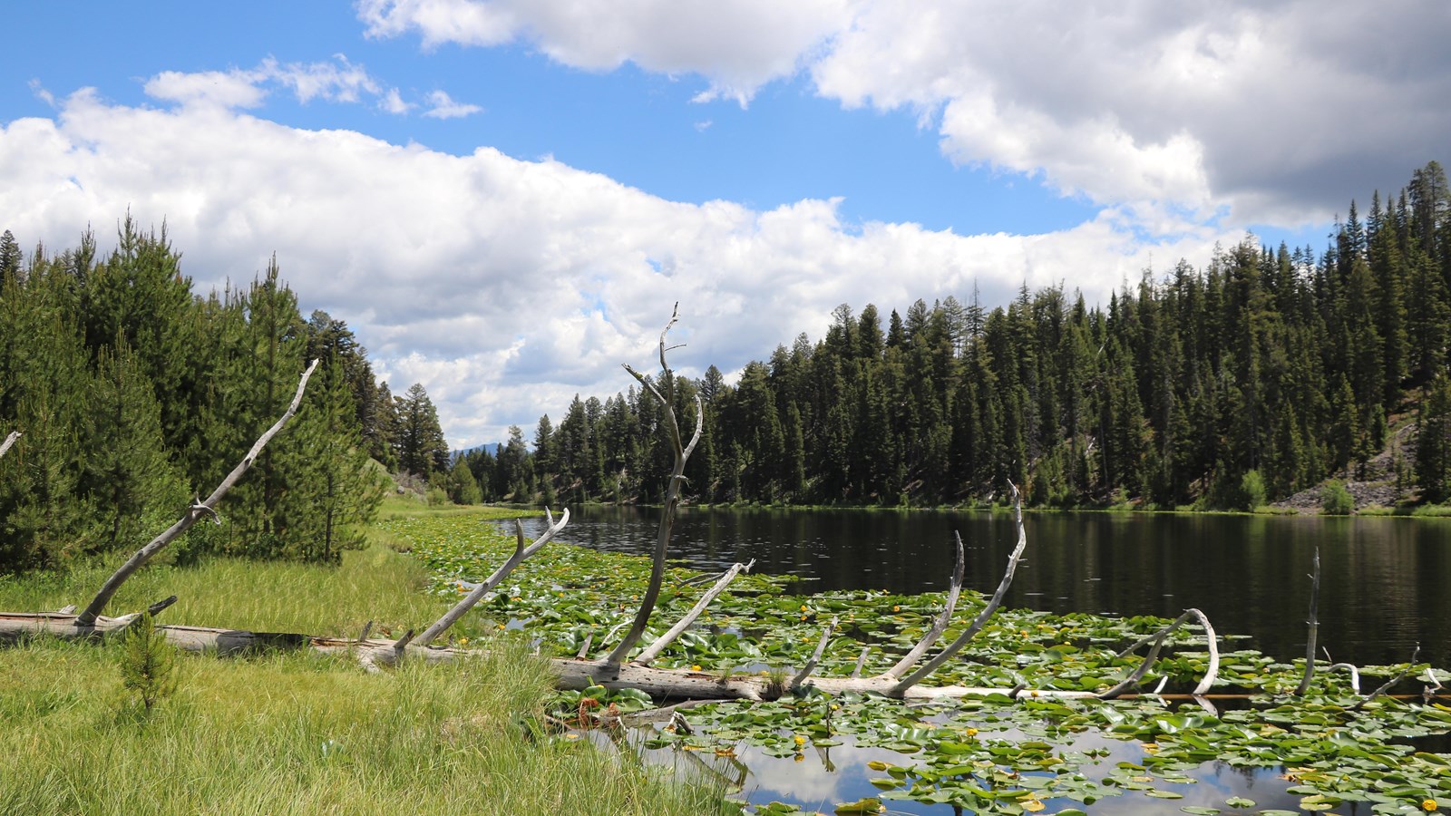 A small lake covered in lily pads surrounded by a forest.