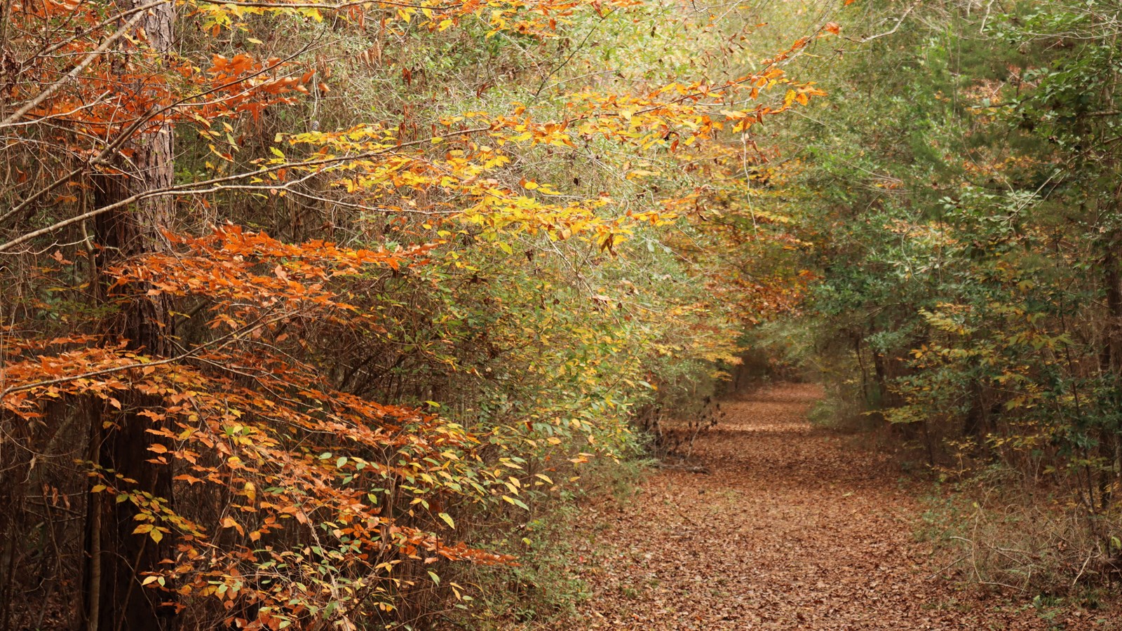 Subtle fall colors of red, orange, and brown on the trees lining a trail.