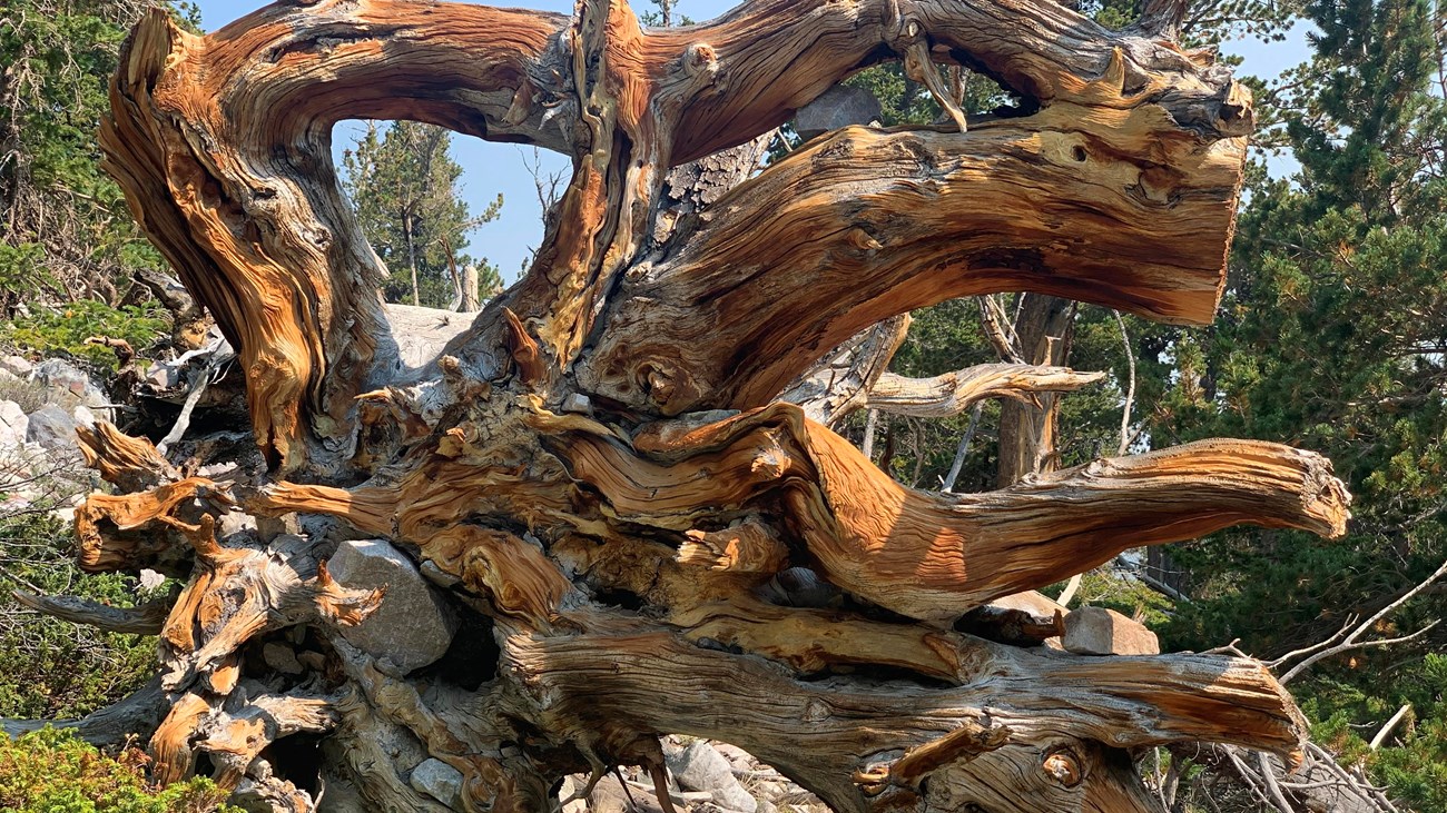 brown and tan stump of and ancient bristlecone