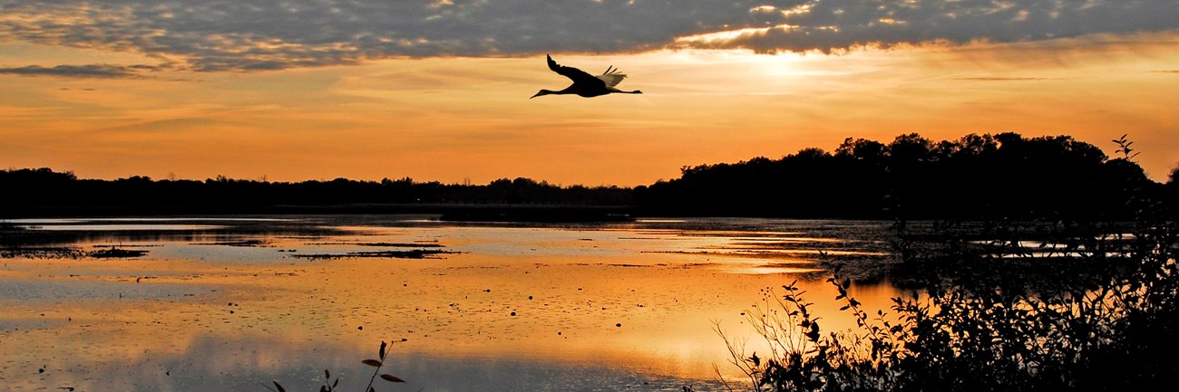 Great Blue Heron flies in for a landing at the Great Marsh with the setting sun in the background.