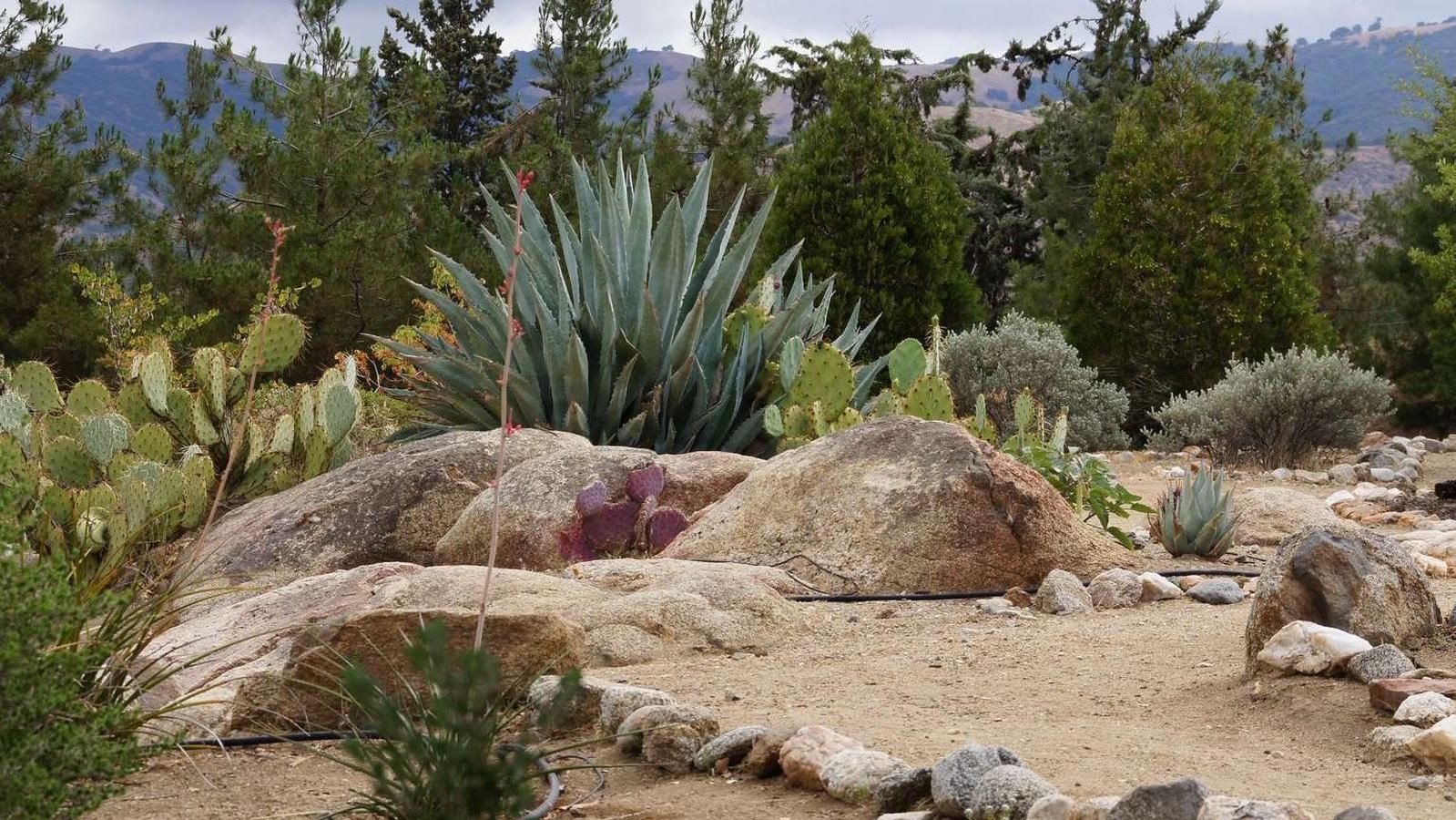 Cactuses and desert plants grow along rock-lined sandy pathways.