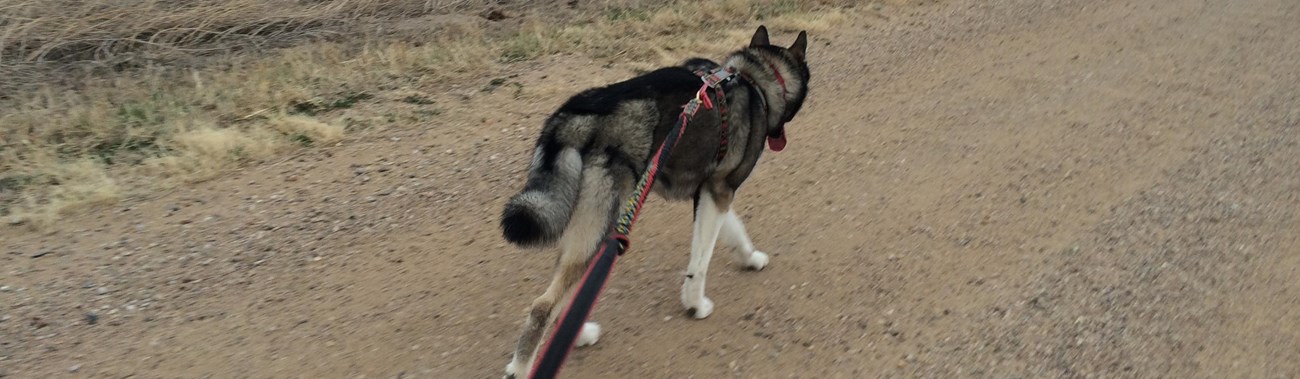 Siberian husky pulls against his leash while walking along a road at Badlands National Park.